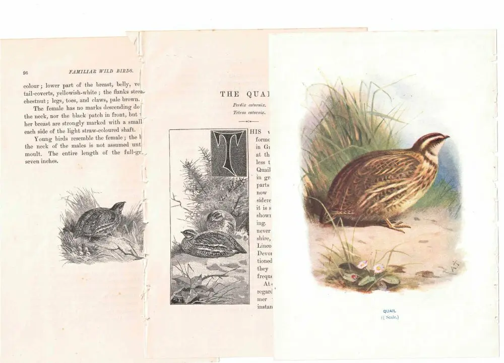 アンティーク鳥の挿絵1903' イギリス アーチボルド・ソーバーン プリント画6