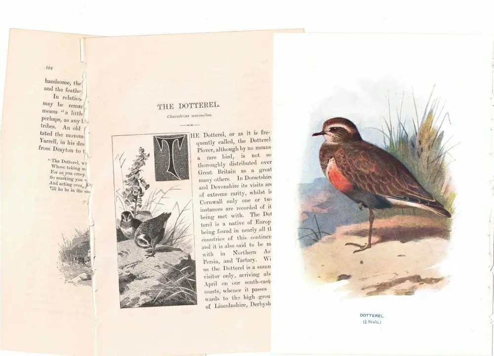 アンティーク鳥の挿絵1903' イギリス アーチボルド・ソーバーン プリント画7