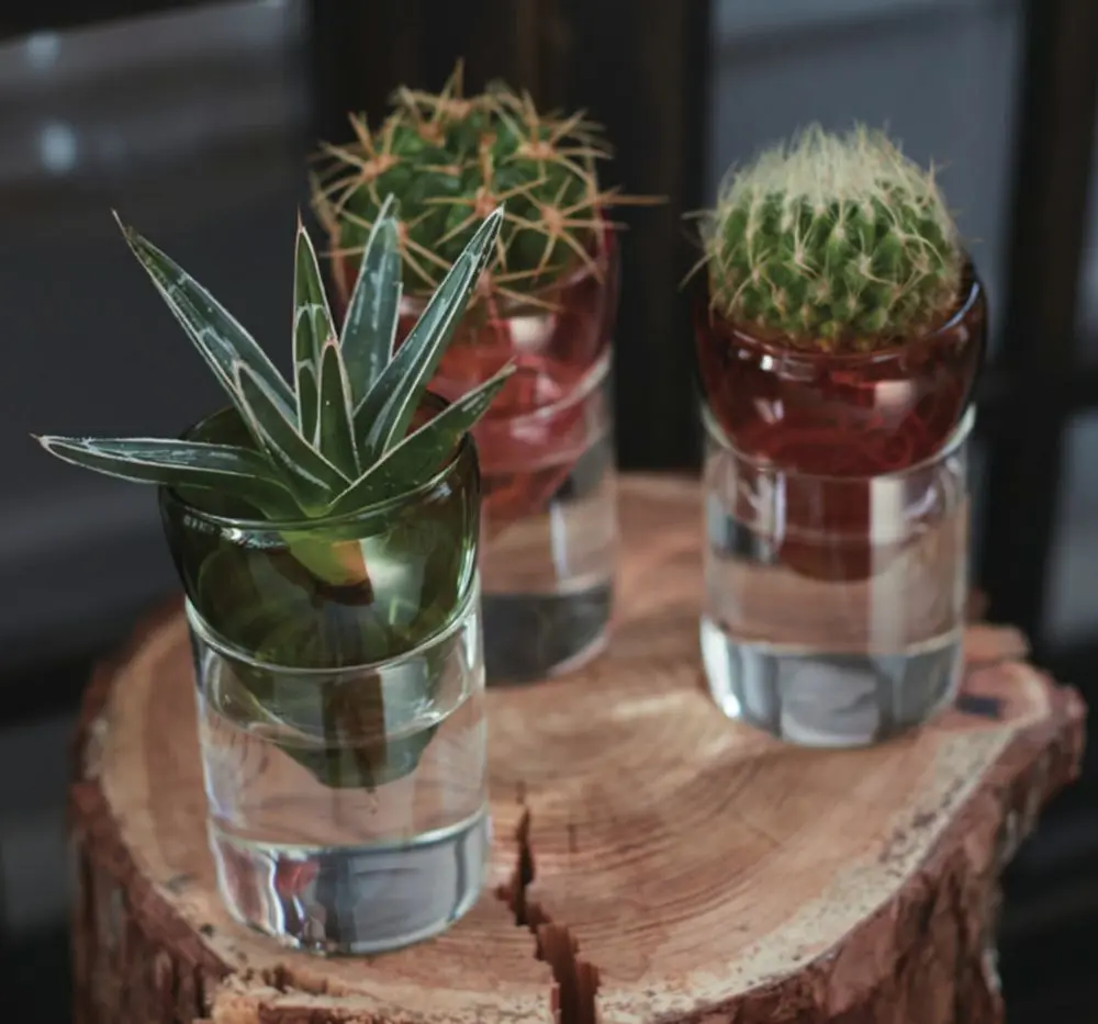 シーヴ アクアカルチャーベース インテリア雑貨