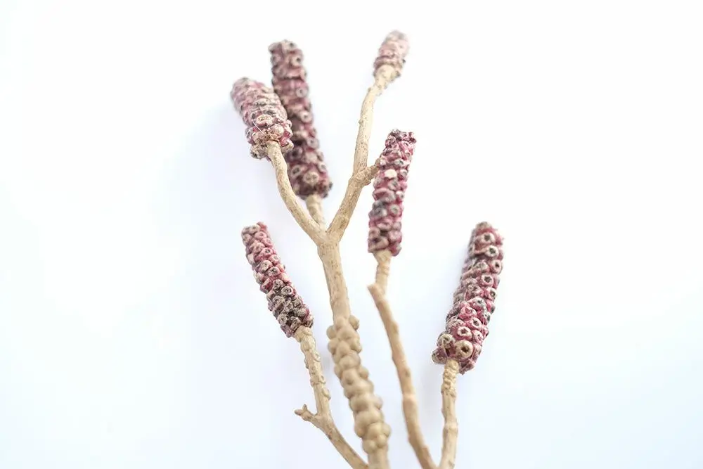 ブラシの木ブランチ インテリア雑貨2