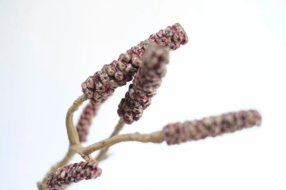 ブラシの木ブランチ インテリア雑貨3