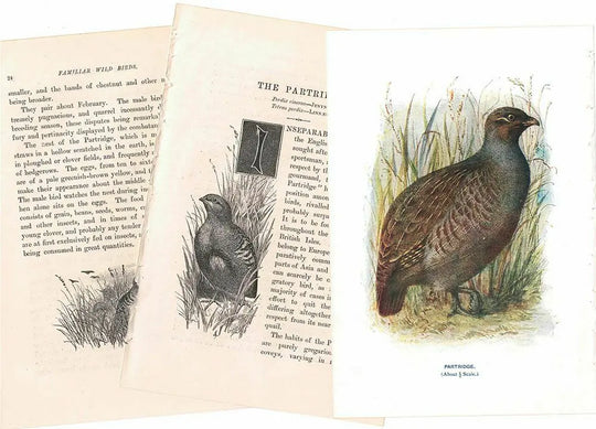 アンティーク鳥の挿絵1903′ イギリス アーチボルド・ソーバーン プリント画
