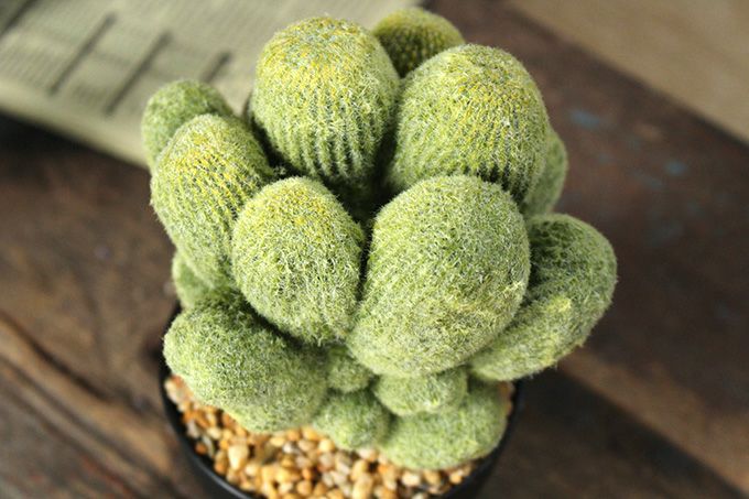 サボテンの造花22