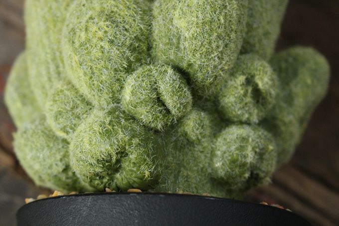サボテンの造花44