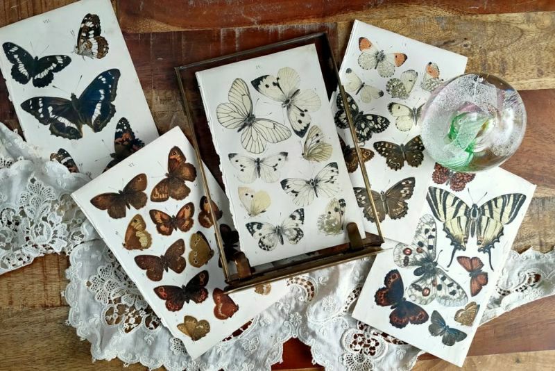 アンティークリトグラフ BRITISH BUTTERFLIES(英国の蝶)の挿絵 イギリス