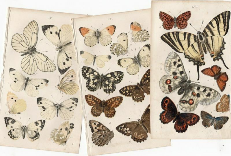 アンティーク版画絵 BRITISH BUTTERFLIES1