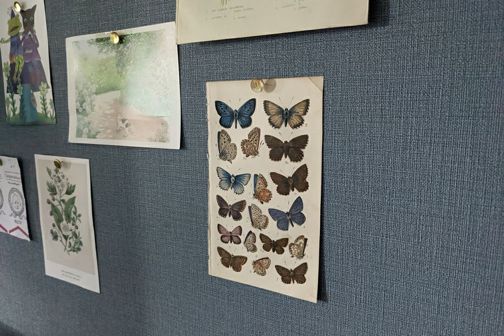 蝶のアンティークリトグラフ BRITISH BUTTERFLIES2