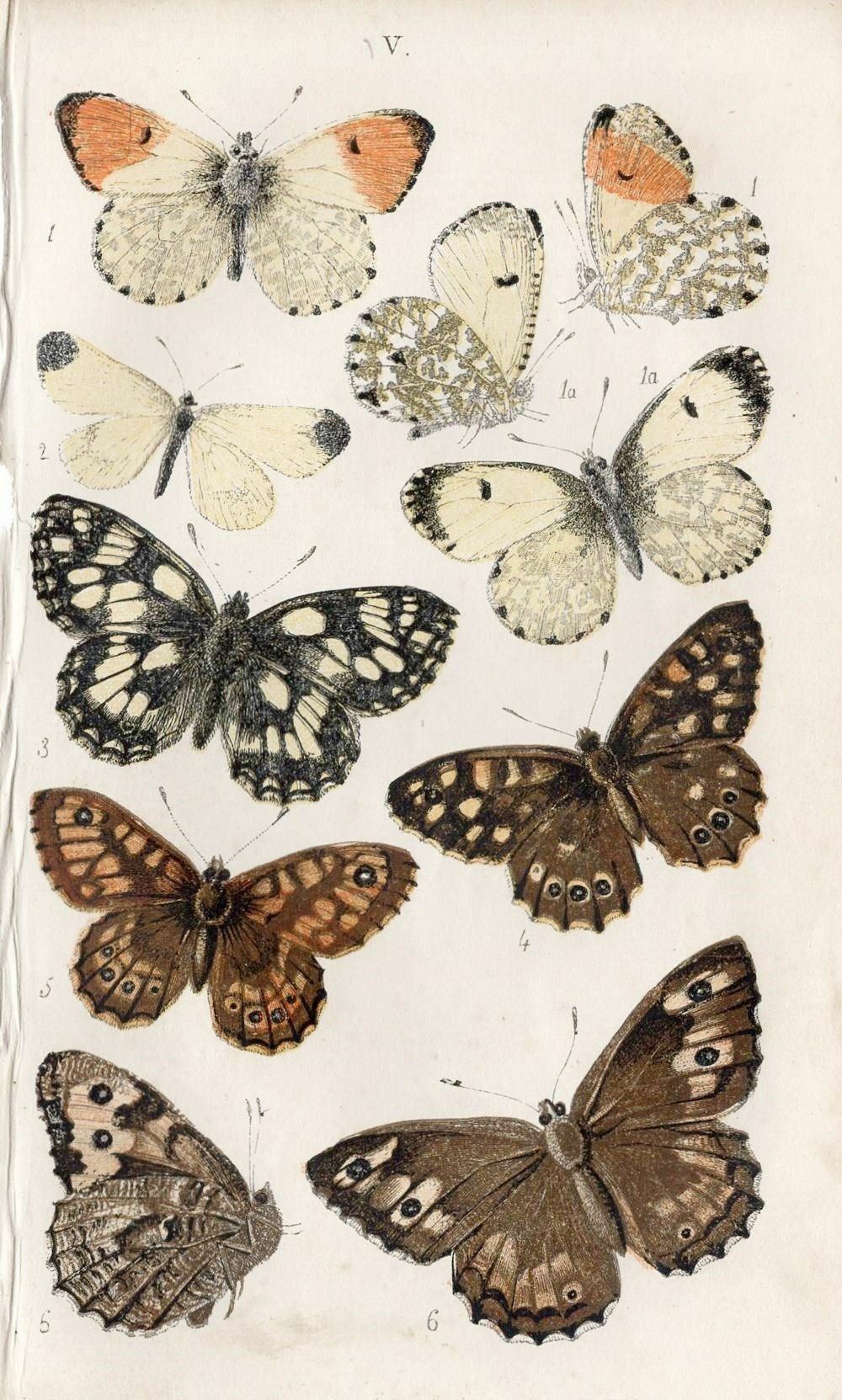 アンティークリトグラフ BRITISH BUTTERFLIES A4