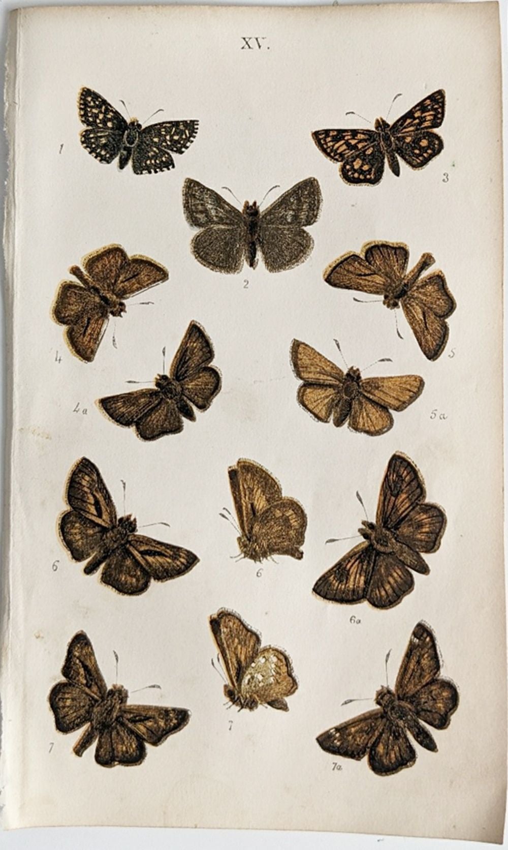 アンティークリトグラフ BRITISH BUTTERFLIES B5