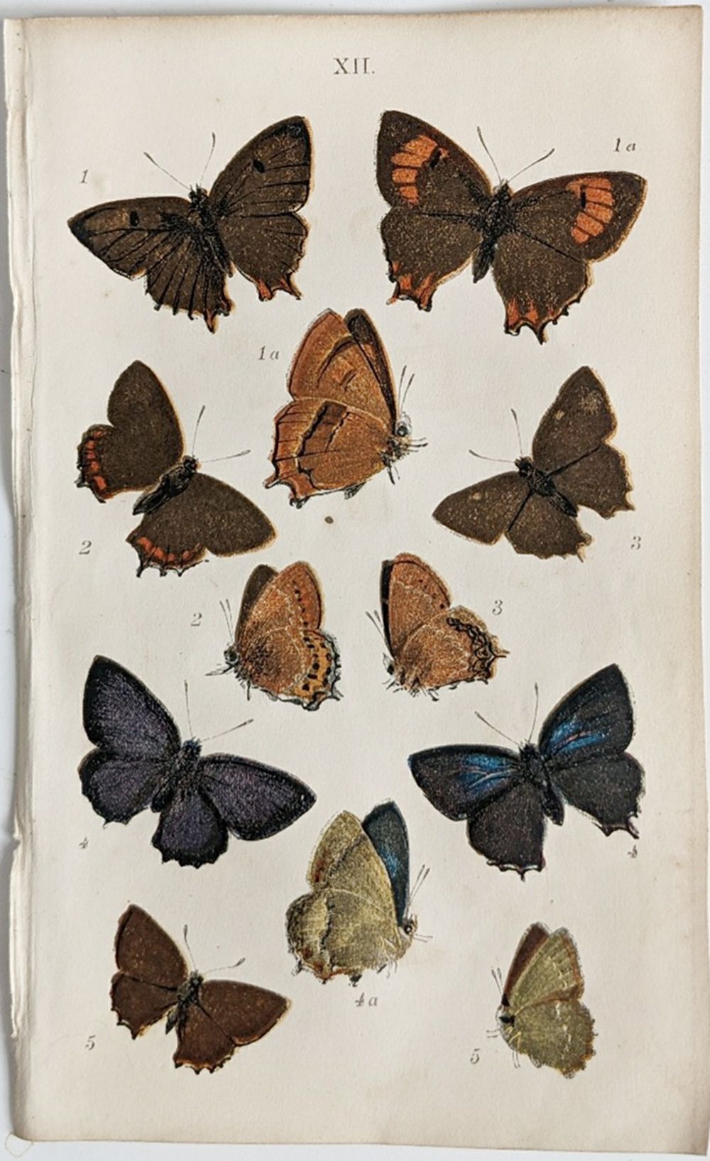 アンティークリトグラフ BRITISH BUTTERFLIES C6