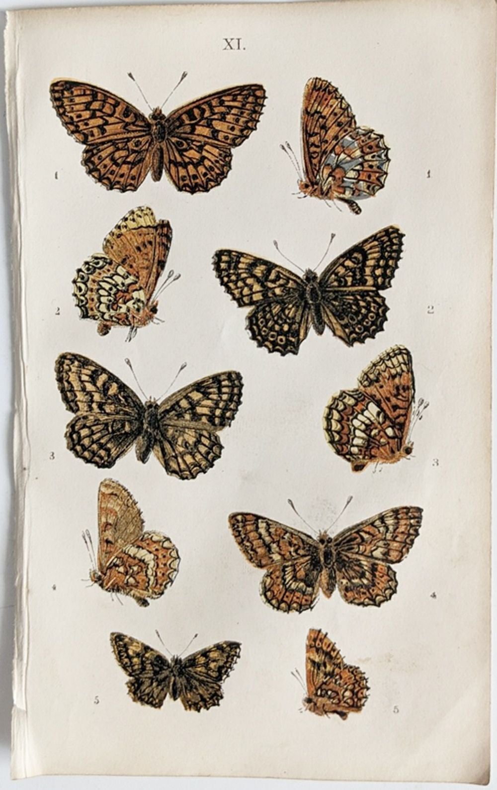 アンティークリトグラフ BRITISH BUTTERFLIES D7