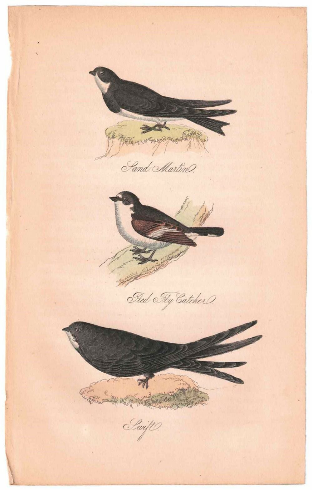 アンティークリトグラフ 鳥 カラー版画絵 一点もの 1915年44