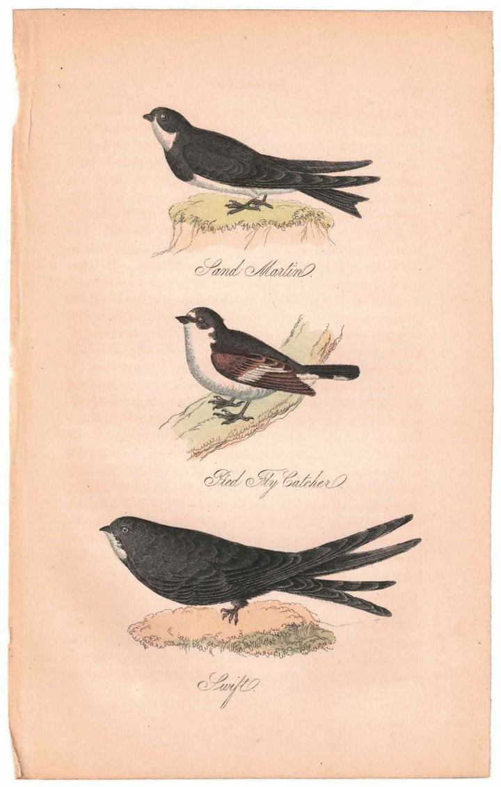 アンティークリトグラフ 鳥 カラー版画絵 一点もの 1915年44
