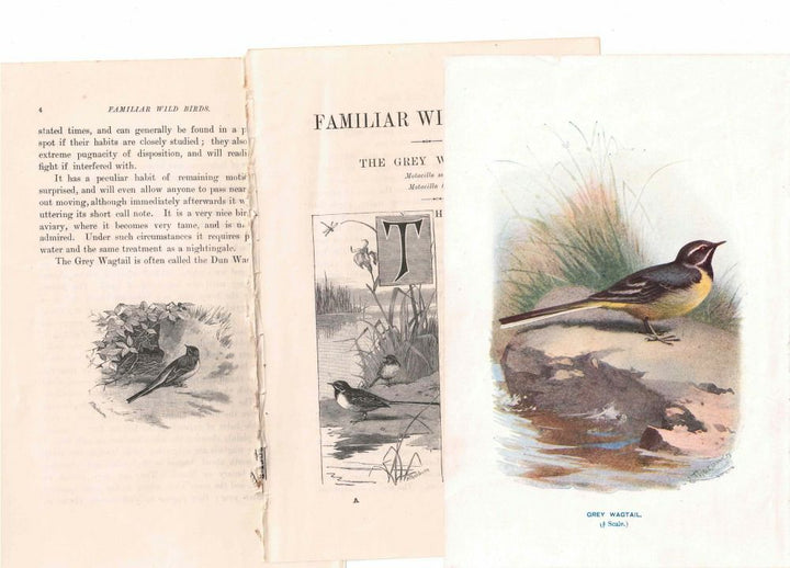 アンティーク鳥の挿絵1903' イギリス アーチボルド・ソーバーン プリント画22