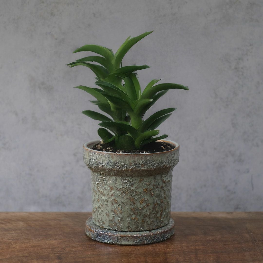 童話の鉢植えシリーズ 陶器のプランター&受け皿セット22