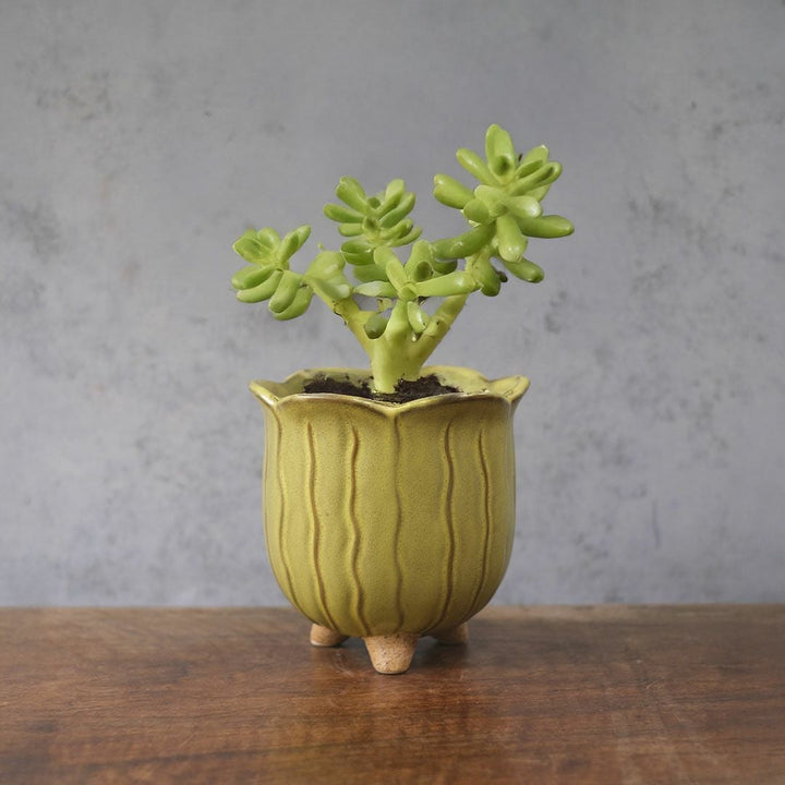 童話の鉢植えシリーズ 陶器のプランター&受け皿セット チューリップ 黄色