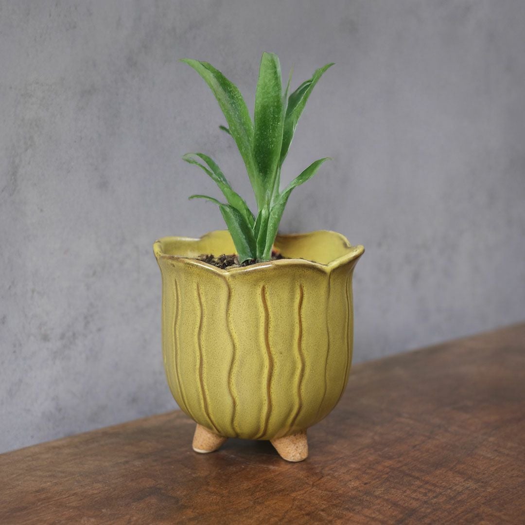 童話の鉢植えシリーズ 陶器のプランター&受け皿セット チューリップ 黄色33