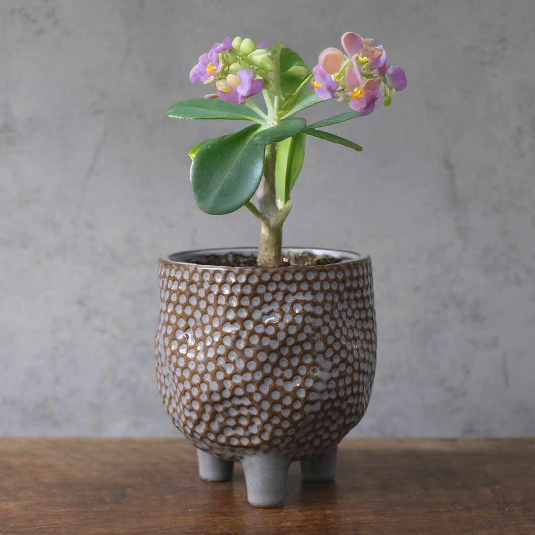 童話の鉢植えシリーズ 陶器のプランター&受け皿セット 3本足 グレー11