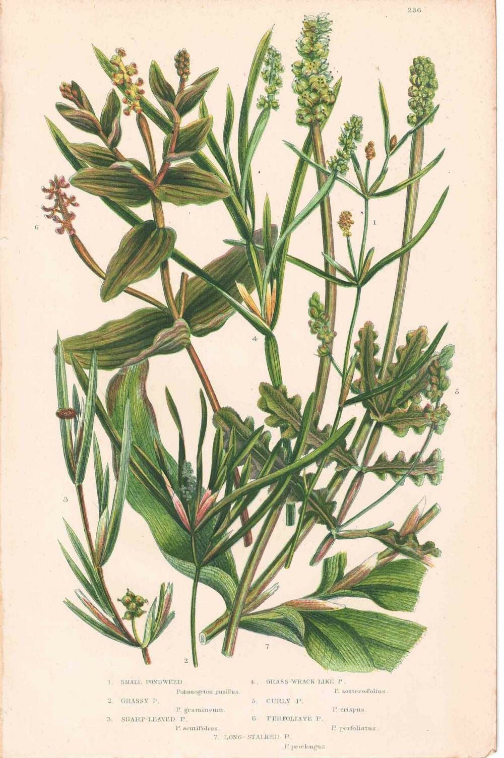 アンティークボタニカルリトグラフ 秋とシダ植物 100年以上前に描かれた色彩が美しい植物画33