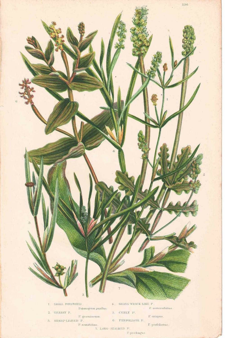 アンティークボタニカルリトグラフ 秋とシダ植物 100年以上前に描かれた色彩が美しい植物画33
