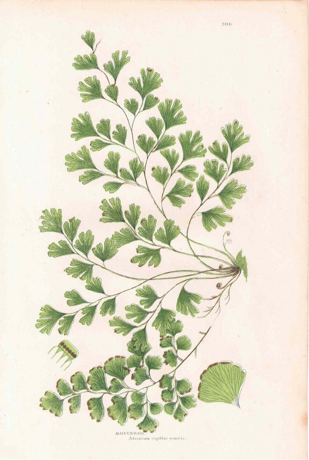 アンティークボタニカルリトグラフ 秋とシダ植物 100年以上前に描かれた色彩が美しい植物画44