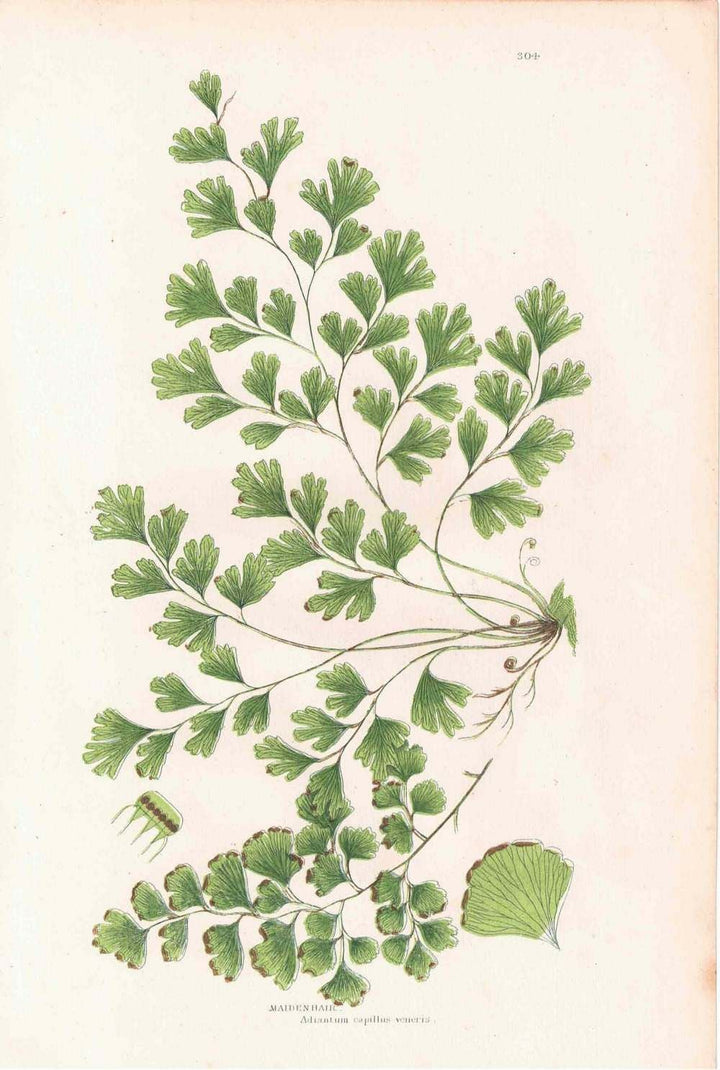 アンティークボタニカルリトグラフ 秋とシダ植物 100年以上前に描かれた色彩が美しい植物画44