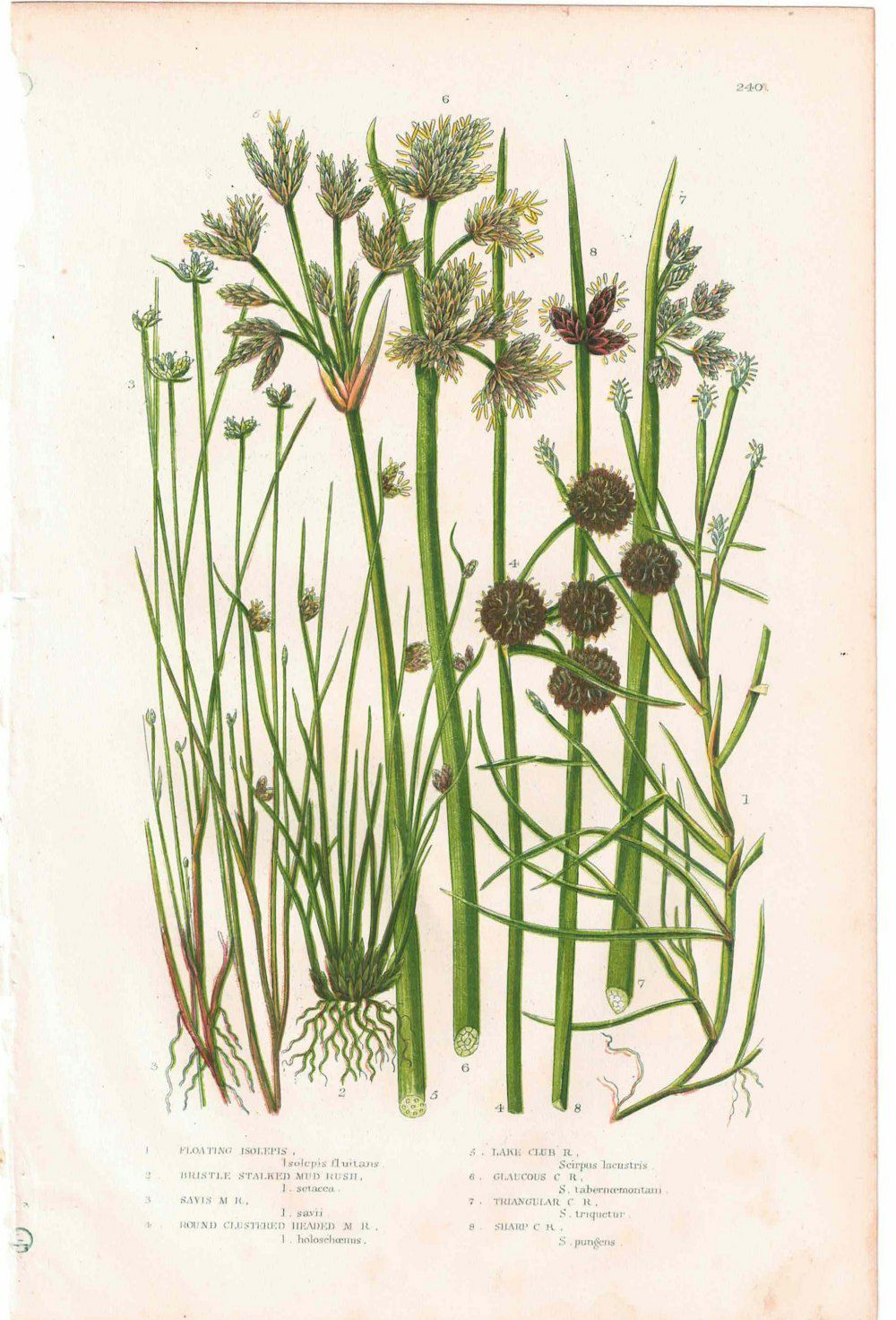 アンティークボタニカルリトグラフ 秋とシダ植物 100年以上前に描かれた色彩が美しい植物画77
