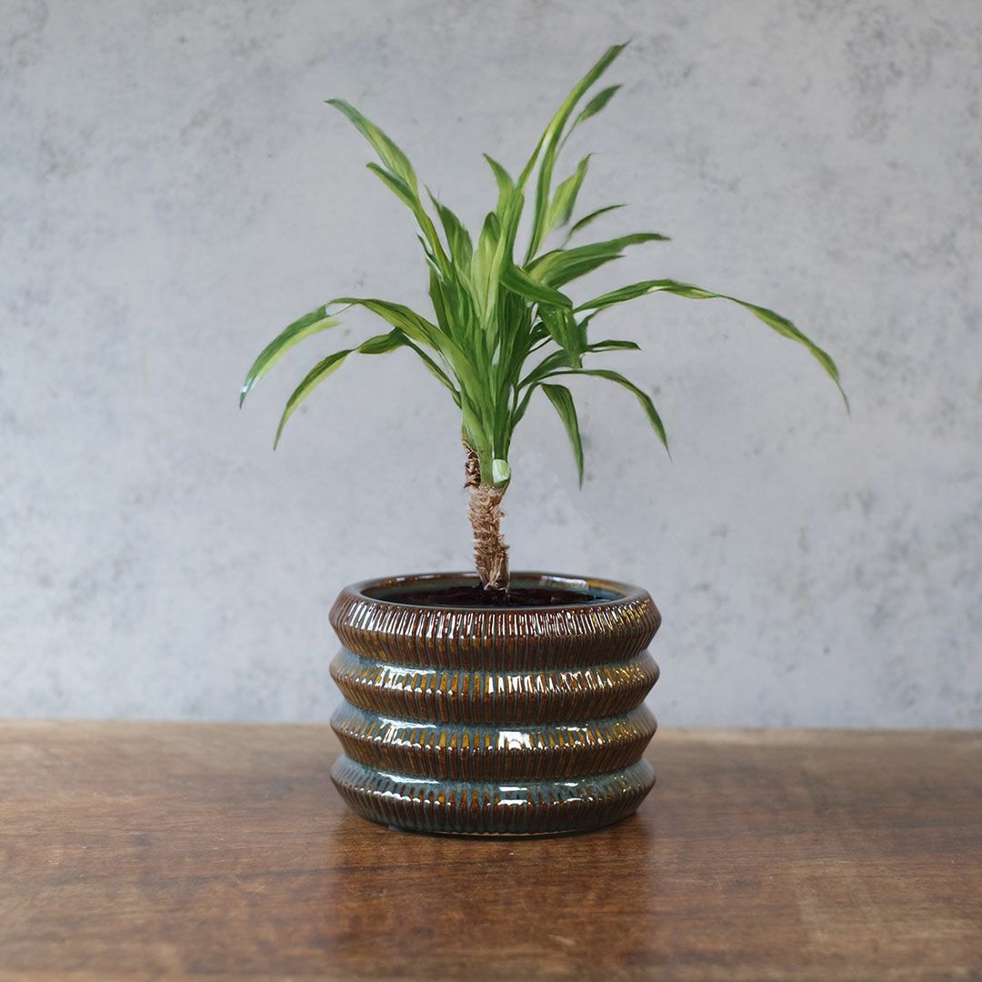 童話の鉢植えシリーズ 陶器のプランター オーロラリムポット11