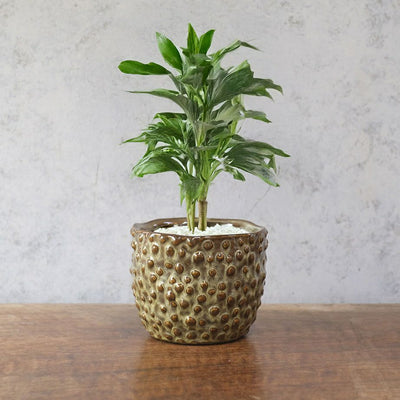 童話の鉢植えシリーズ 陶器のプランター ドットグレイズポット