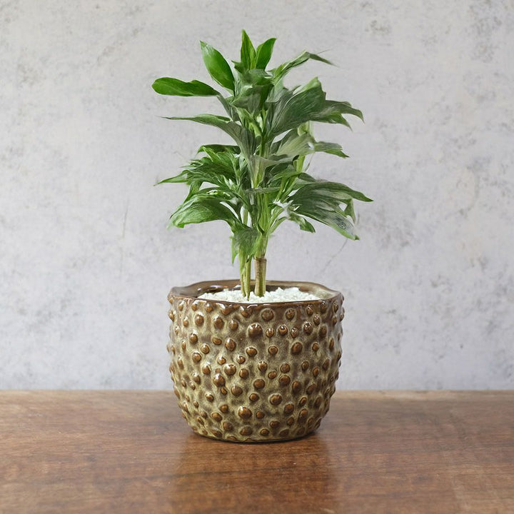 童話の鉢植えシリーズ 陶器のプランター ドットグレイズポット