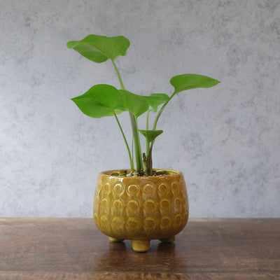 童話の鉢植えシリーズ 陶器のプランター 3つ足ポルカポット