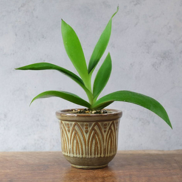 童話の鉢植えシリーズ 陶器のプランター ノルディックポット