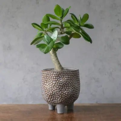 かわいい鉢植え