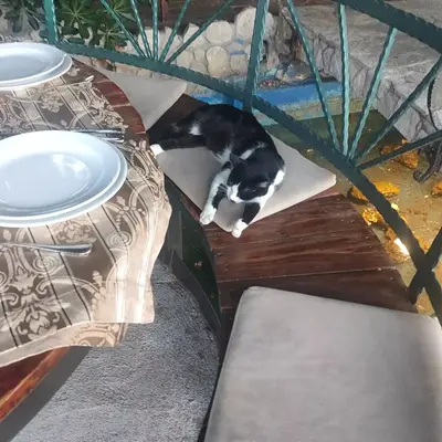 食べ物を見つめる猫